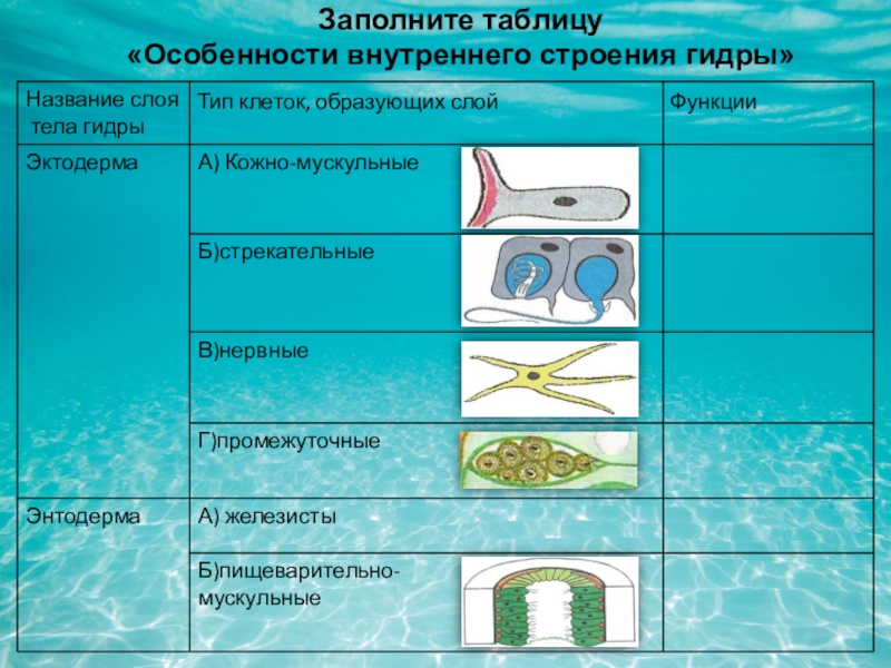 Ссылки мега кракен